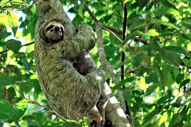 Parque Nacional Manuel Antonio Costa Rica activities - Sloth