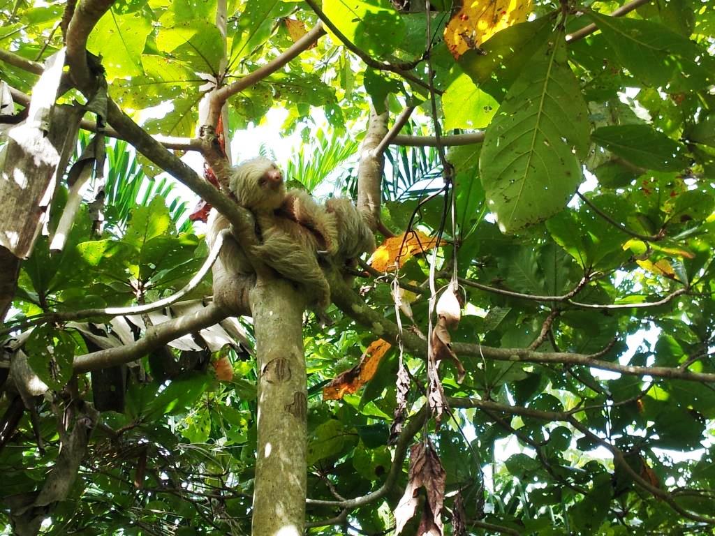 Wildlife Sloth