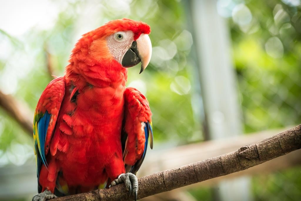 GAIA is sponsor of the reintroduction program of red Scarlet Macaws to ...